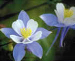 BBIC Logo
